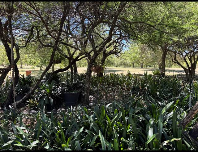 31HA FARM FOR SALE IN WEENEN